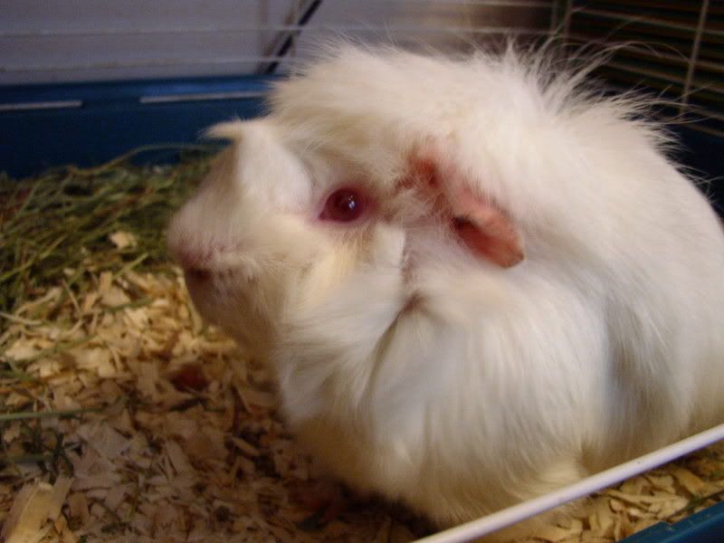 My sick Guinea Pig The DIS Disney Discussion Forums